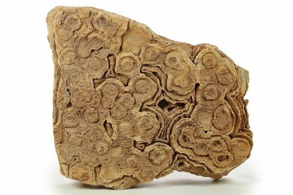 The Pseudo-Stromatolites from the Sahara desert, are formed through the precipitation of minerals (like barite) that cement sand grains together, rather than being built by microorganisms.